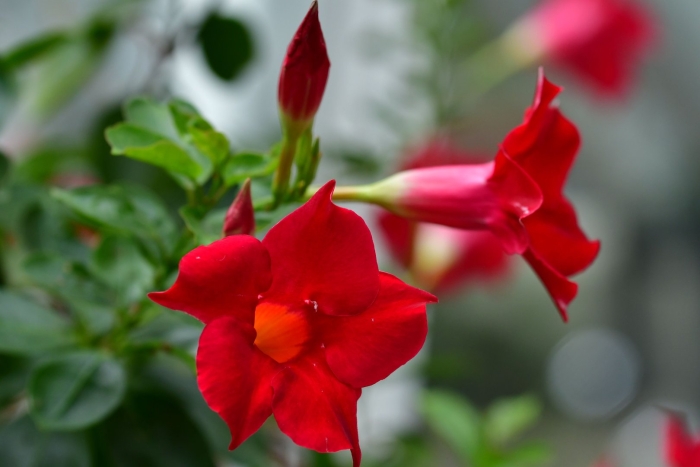 Дипладения мандевилла