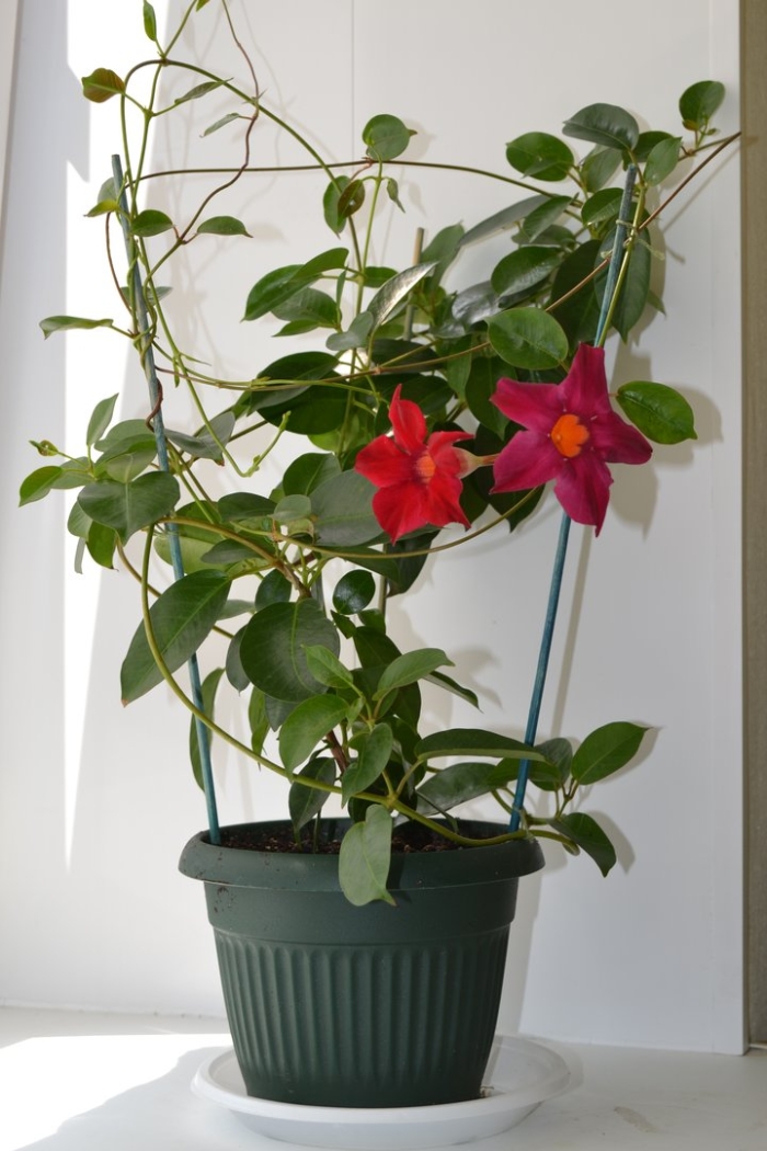 Дипладения рыхлая