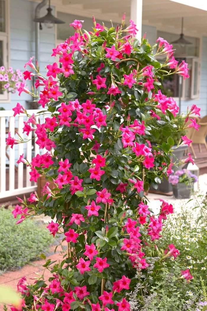 Дипладения мандевилла