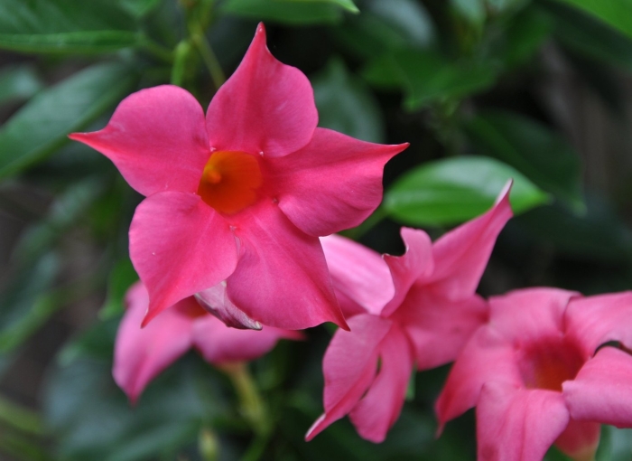 Мандевилла сандера