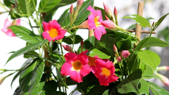 Дипладения мандевилла