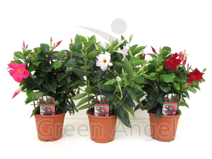 Мандевилла рио