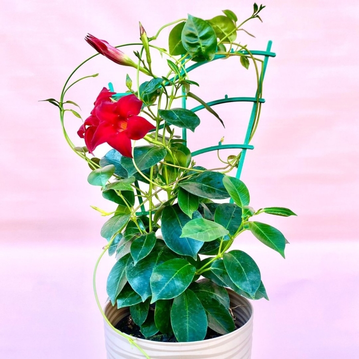 Комнатная лиана дипладения