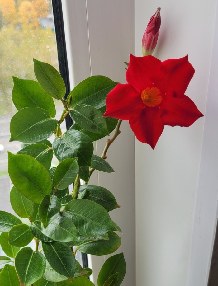 Лиана дипладения