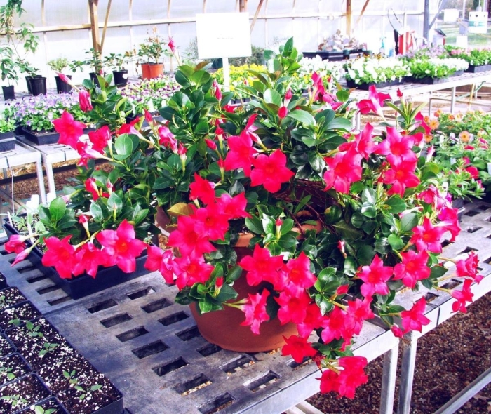 Дипладения или мандевилла