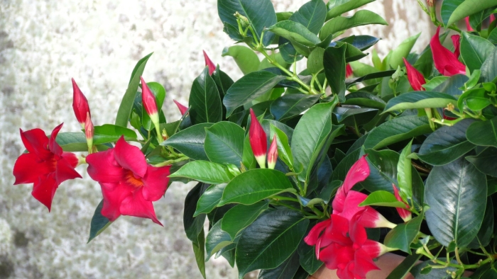 Цветок мандевилла