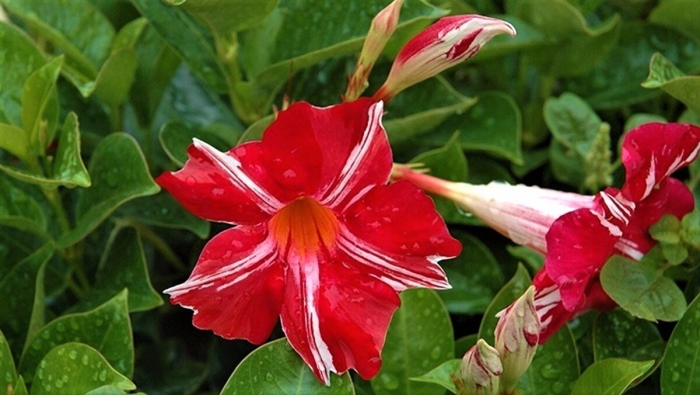 Дипладения stars and stripes