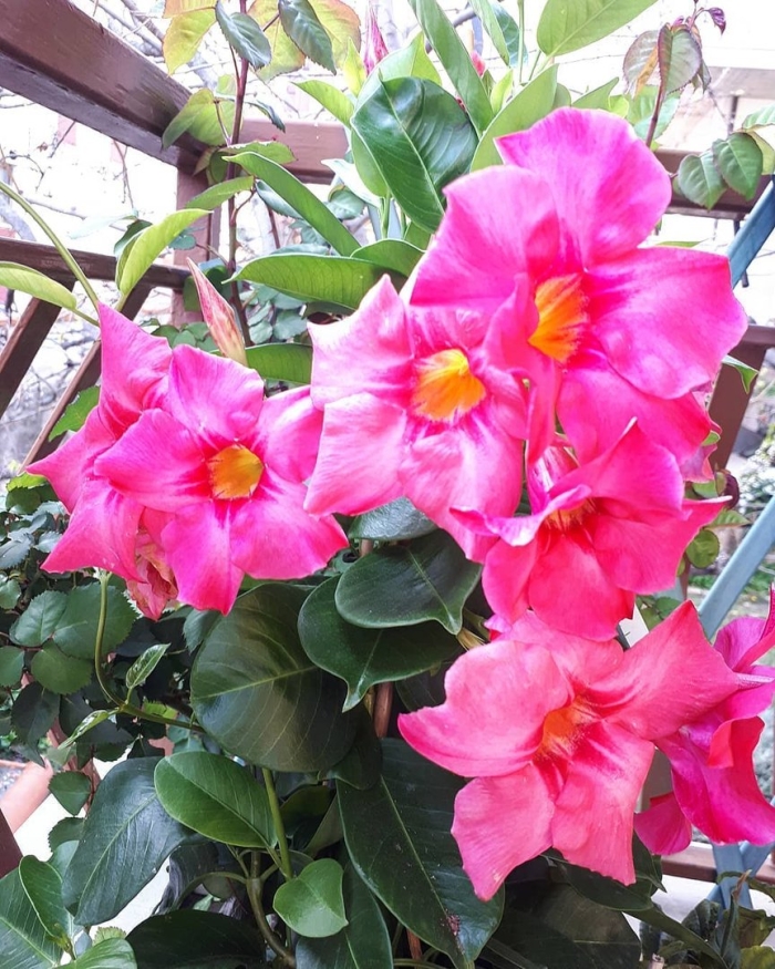 Дипладения мандевилла