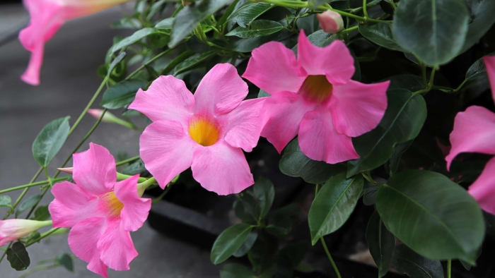 Дипладения махровая