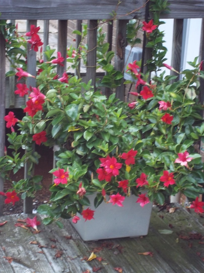 Дипладения белая