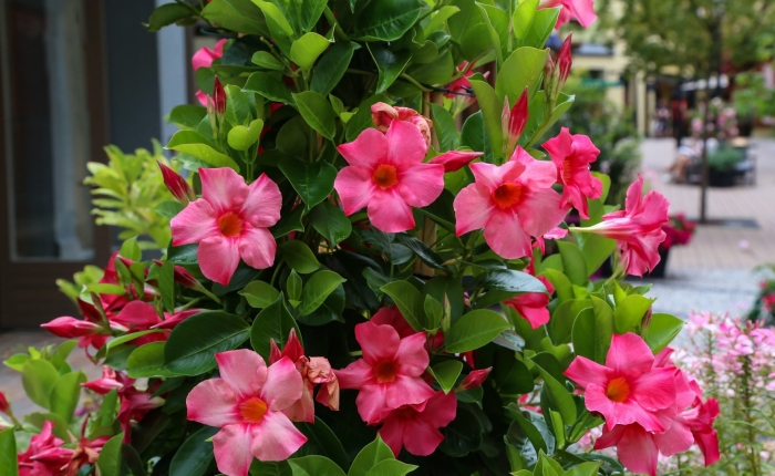 Мандевилла red star