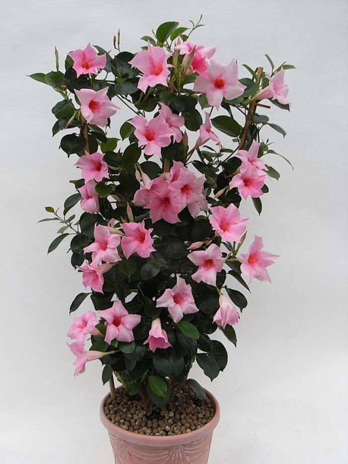 Дипладения мандевилла розовая