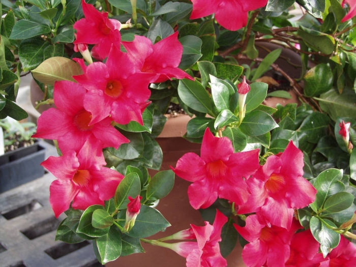 Мандевилла рио дип