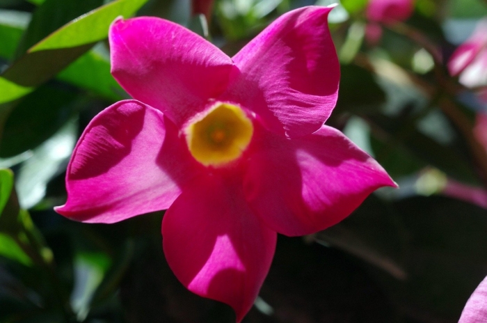 Дипладения цветок