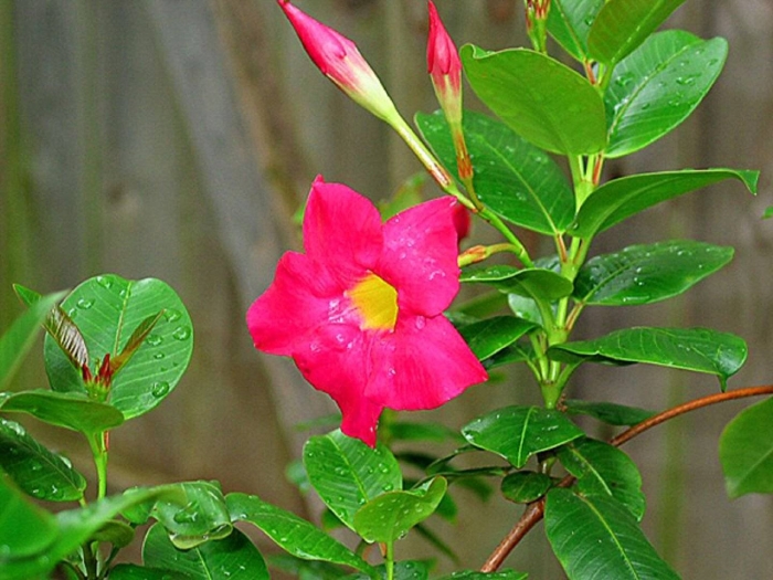 Дипладения мандевилла