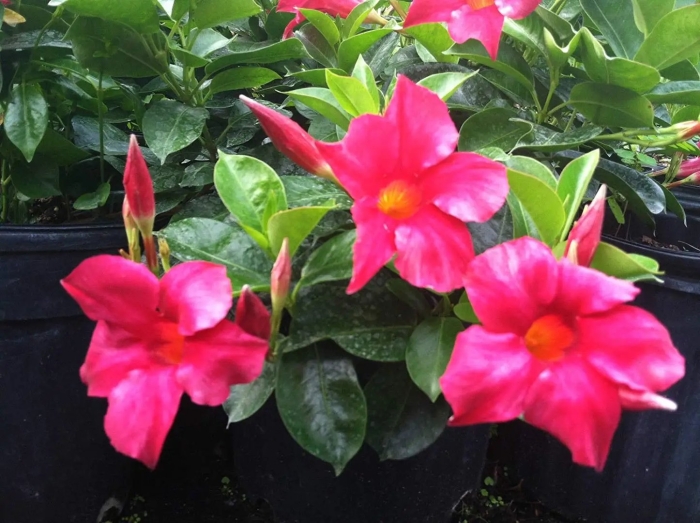 Лиана дипладения