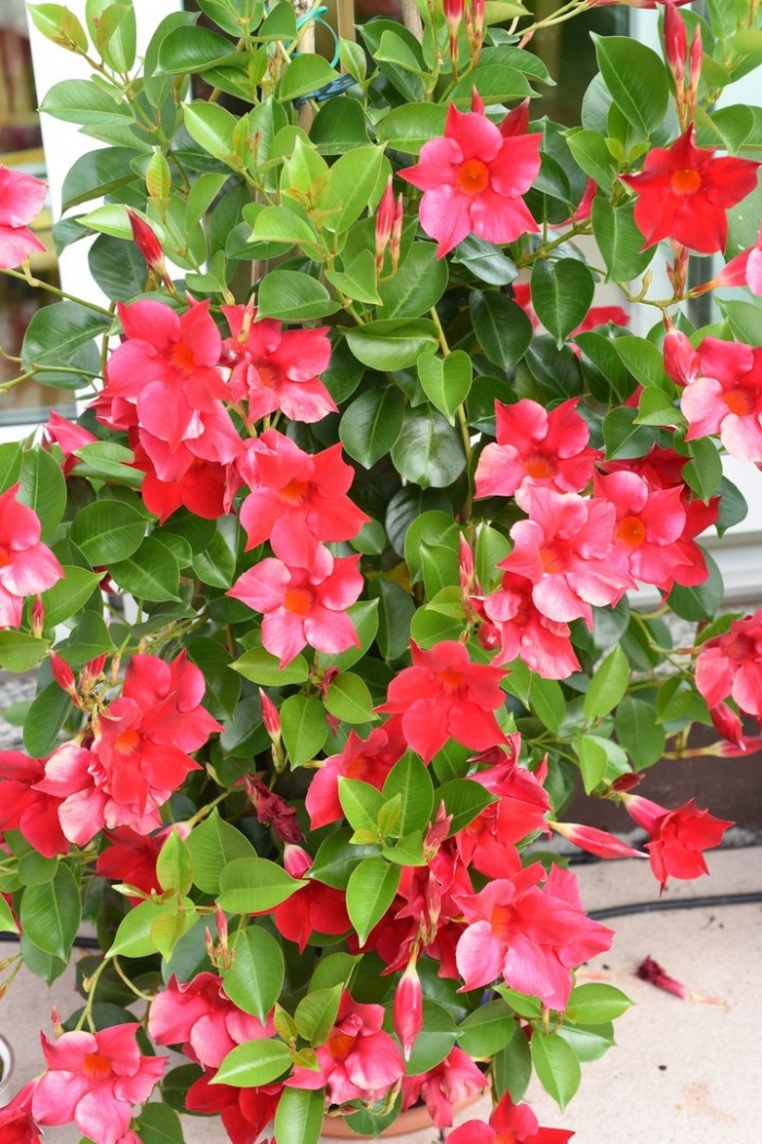 Дипладения сандера