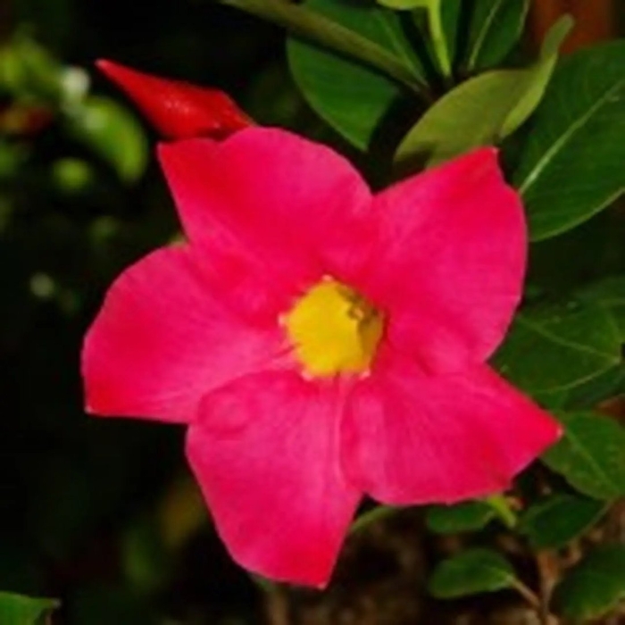 Дипладения вишневая