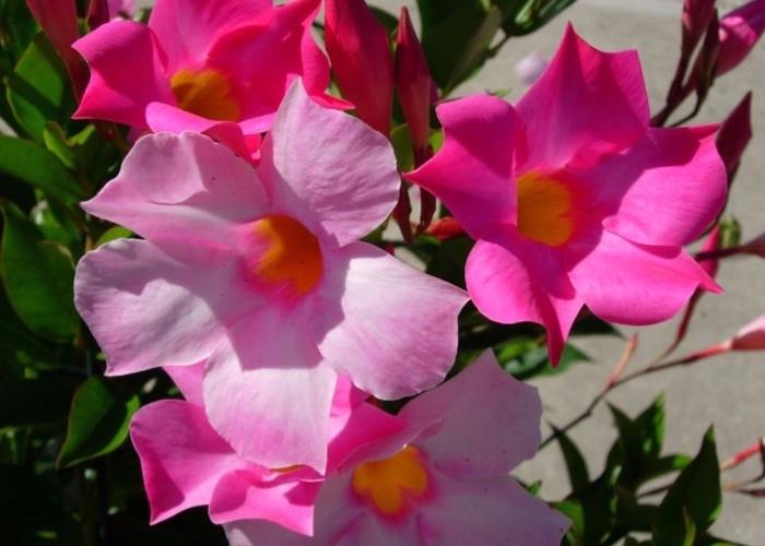 Дипладения мандевилла