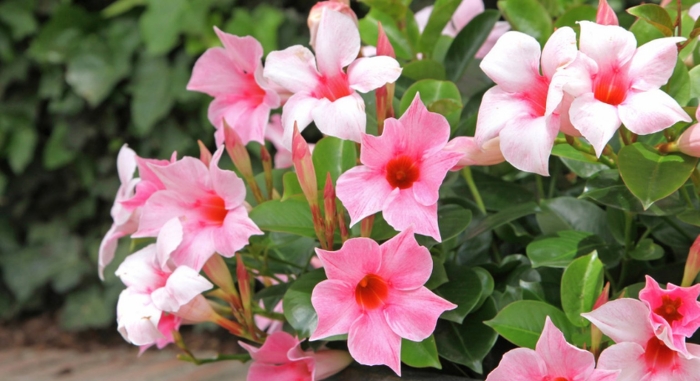 Мандевилла вайт