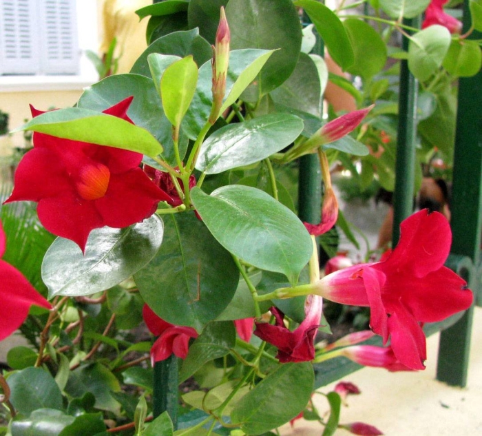 Дипладения красная