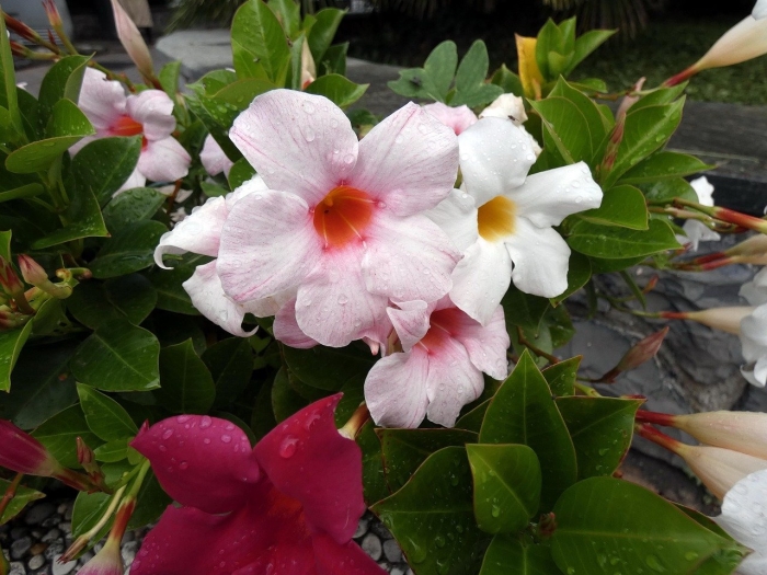 Мандевилла растение