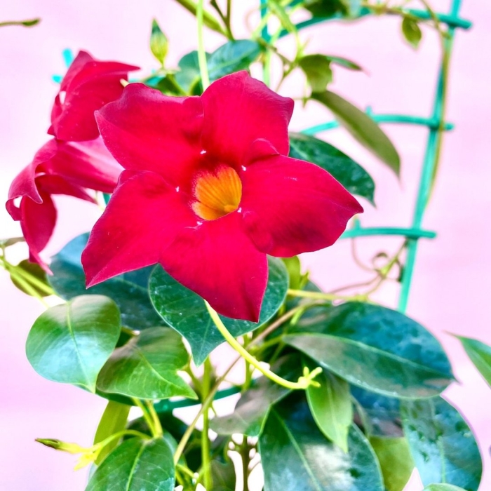 Дипладения мандевилла