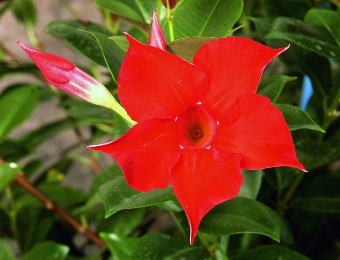 Дипладения мандевилла