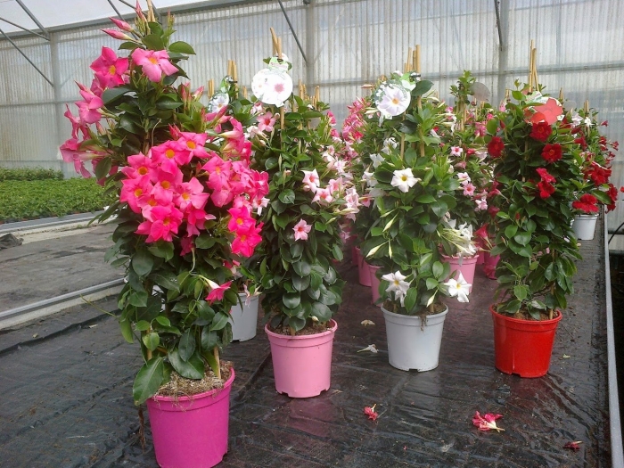 Лиана мандевилла