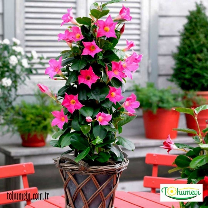 Дипладения мандевилла