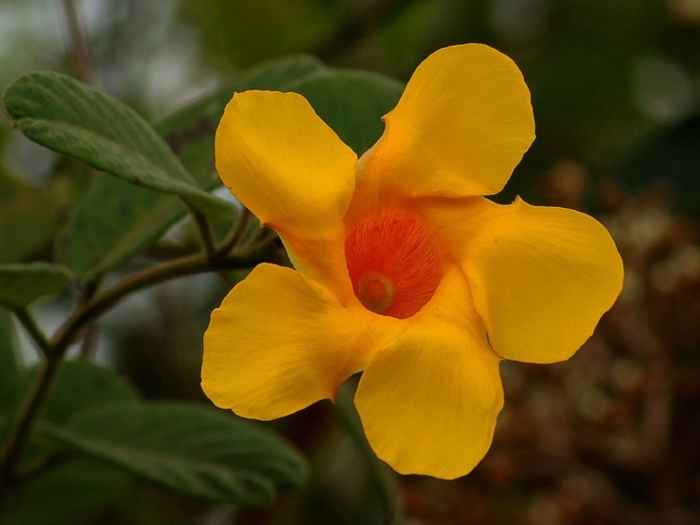 Мандевилла urechites lutea