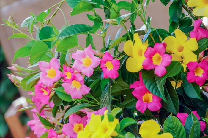 Мандевилла тропическая