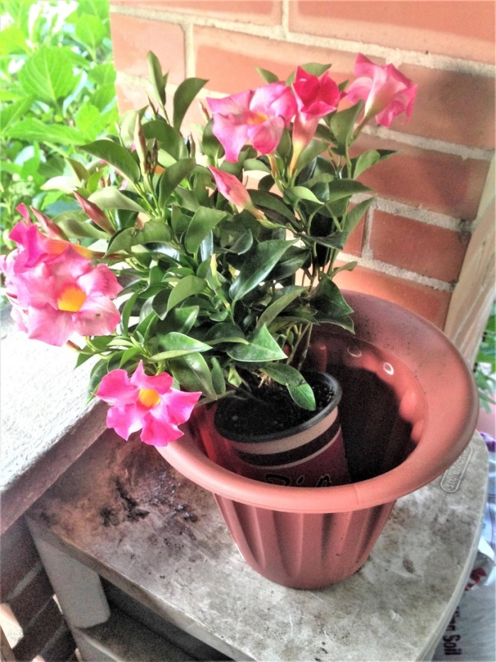 Дипладения мандевилла