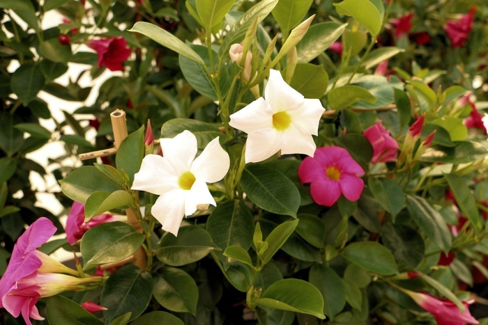 Дипладения мандевилла белая