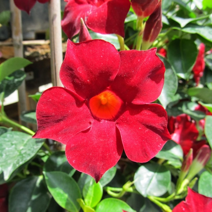 Лиана южная с дипладения