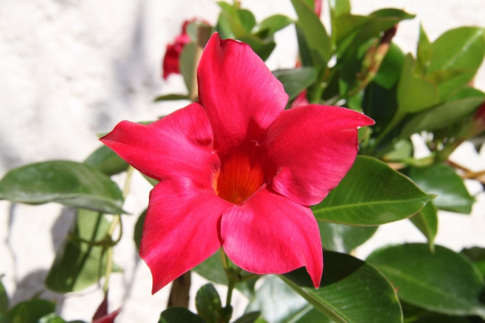 Цветок дипладения