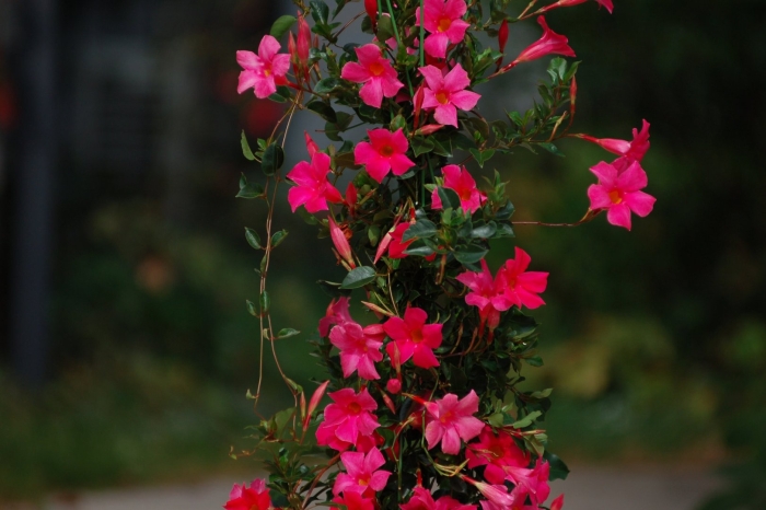 Дипладения мандевилла