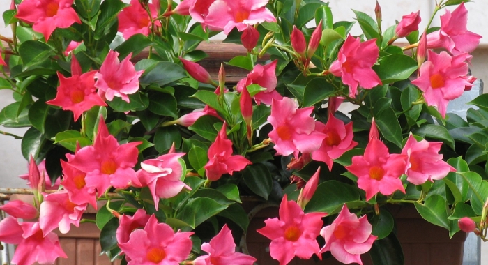 Лиана дипладения