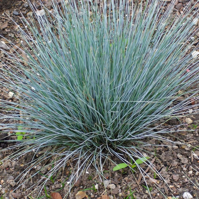 Овсец вечнозеленый