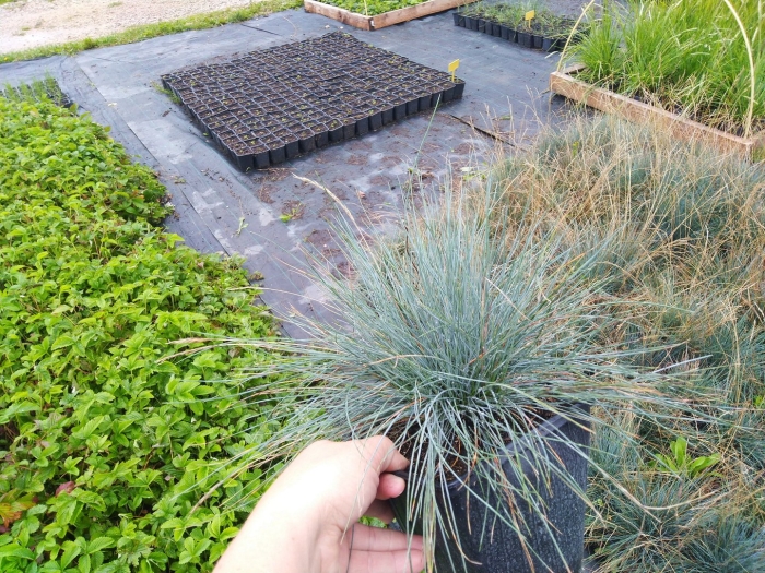 Овсяница готье