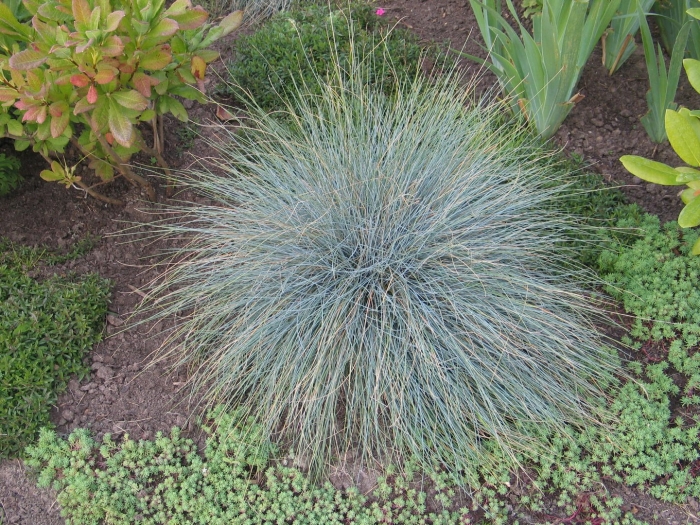 Овсяница сизая лазурит