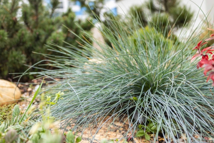 Овсяница сизая sunrise