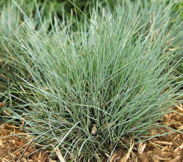 Festuca glauca