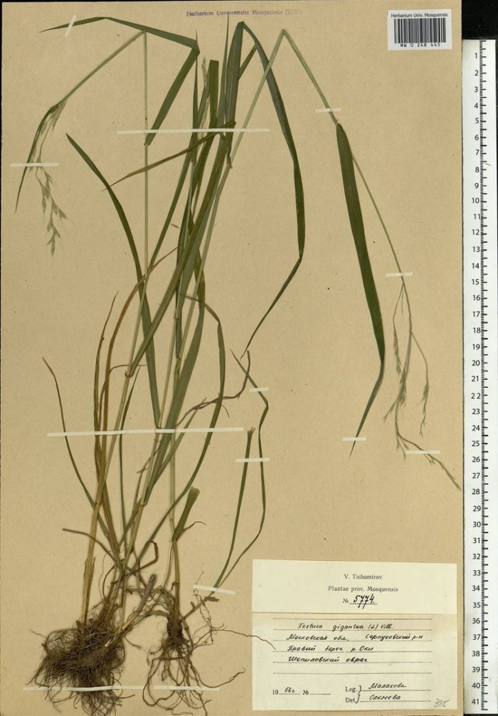 Festuca gigantea