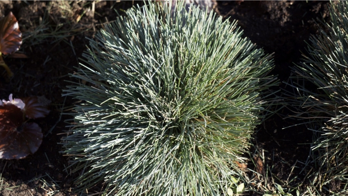 Festuca glauca azurit