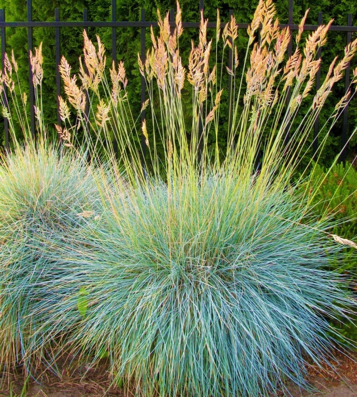 Овсяница сизая (festuca glauca)