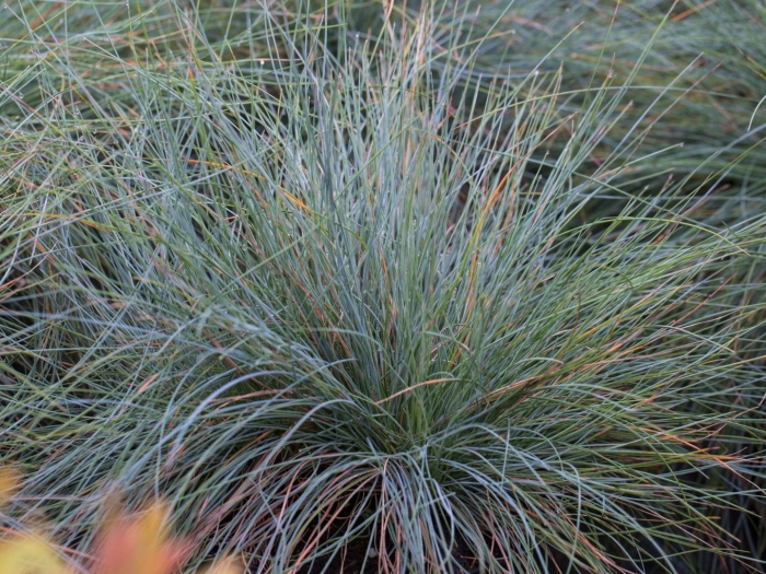 Овсяница сизая фестина