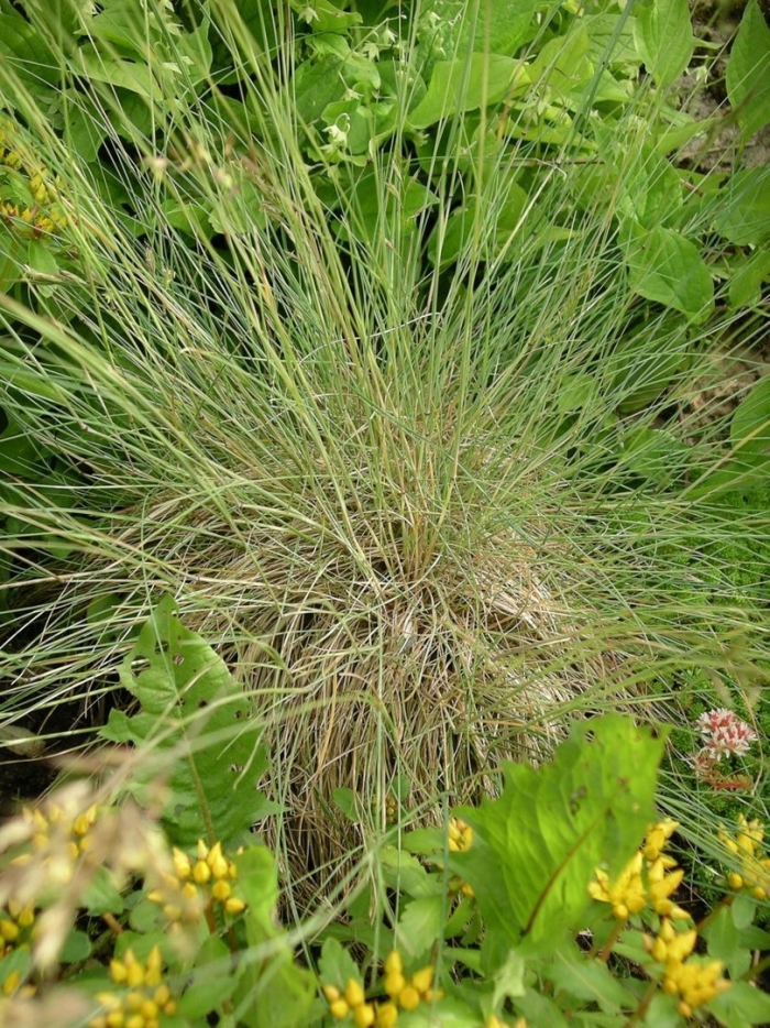 Овсяница болотная