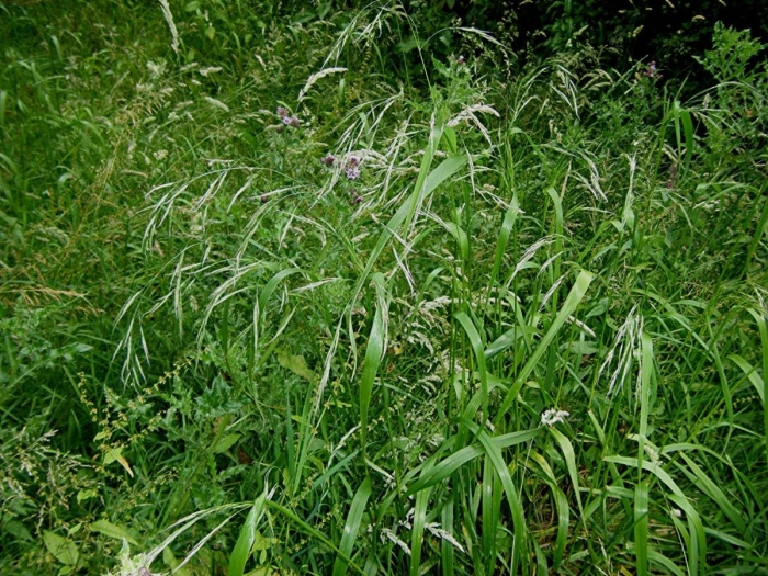 Овсяница гигантская festuca gigantea