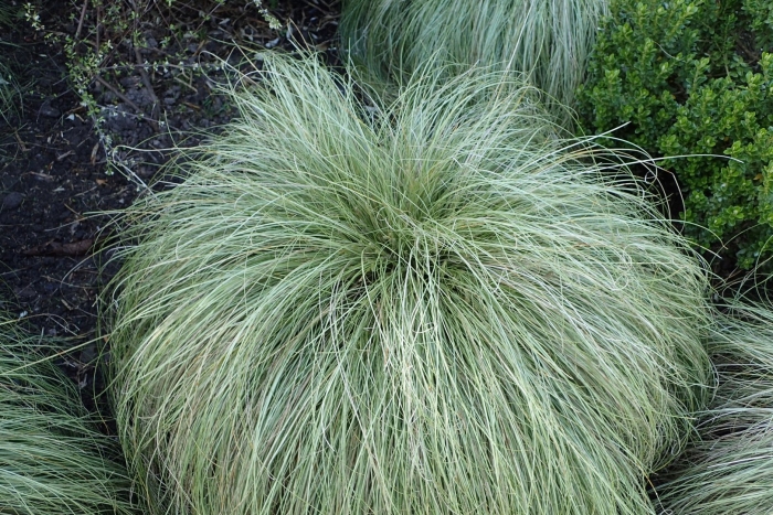 Осока амазон мист